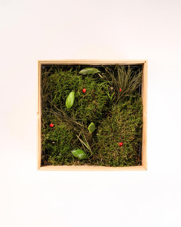 EYWA GARDEN BOX - -eywa.love