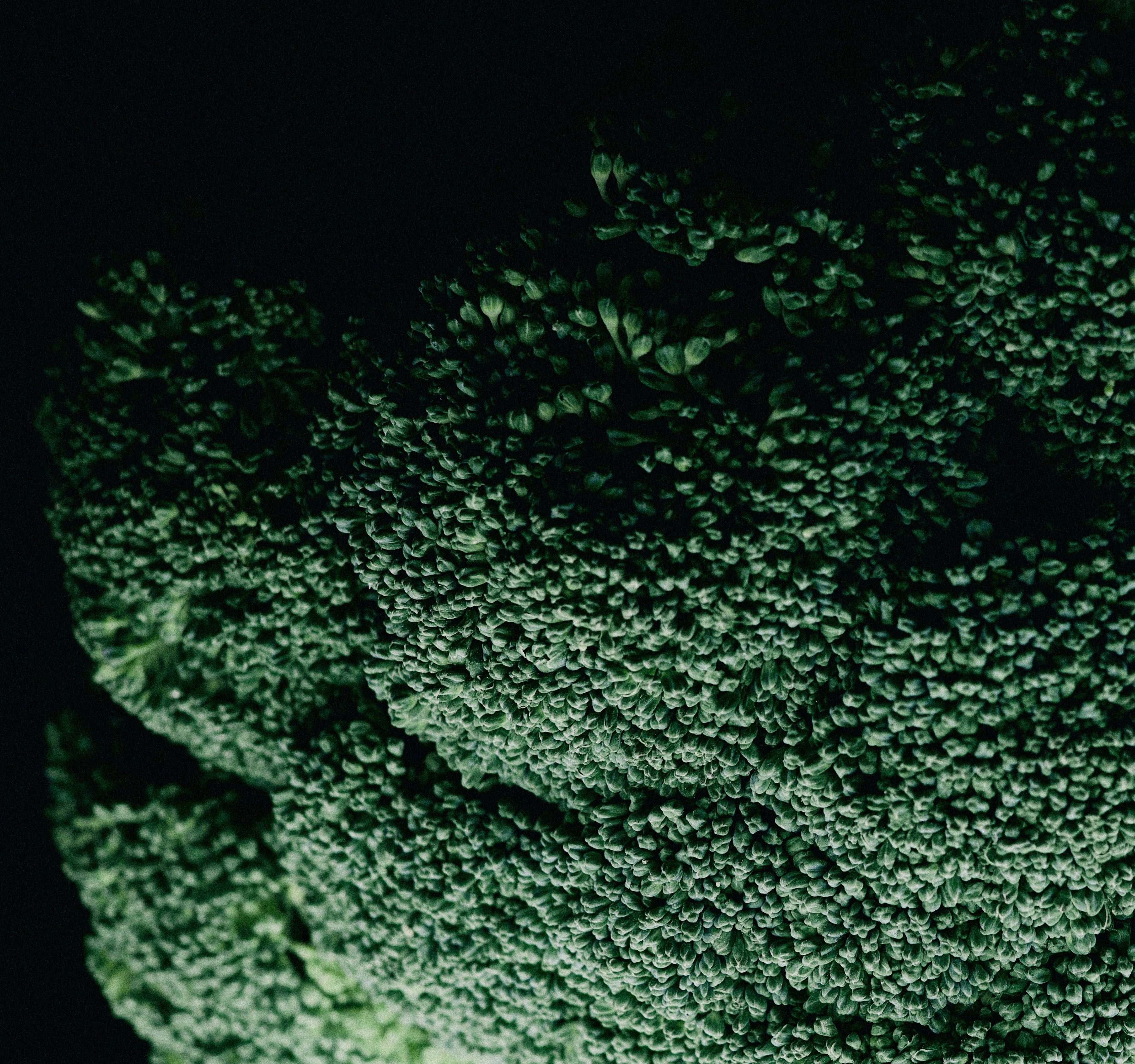Close-up of green broccoli floret on a black background